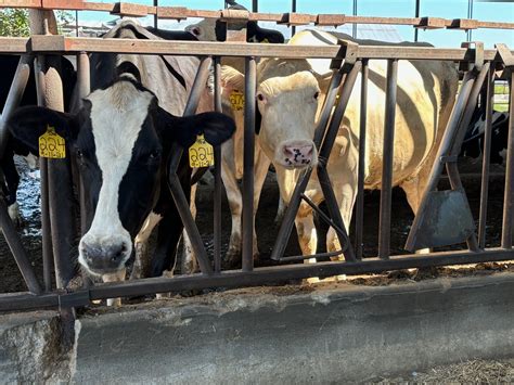 Tour Hildebrand Farms Dairy in Junction City | Manhattan KS Moms