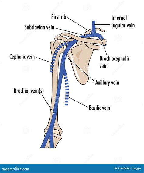 Anatomía De La Vena Braquial Anatomía Vascular: Arterias Y Venas