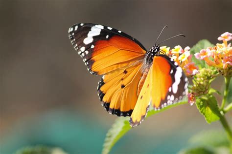 What do butterflies eat? - Plantura