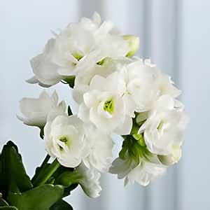 RADHA RANI PLANT HOUSE - All time beautiful special variety live white ...