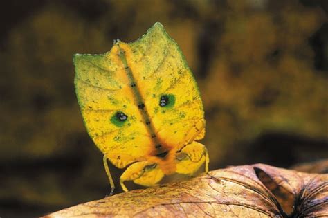 Image result for Alien Bug Queen Hive