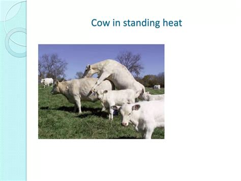 Artificial insemination in cattle | PPTX