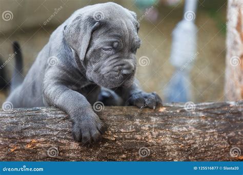 One Month Old Gray Cane Corso Puppy Playing in the Garden Stock Image ...