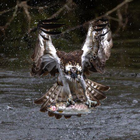 Outstanding osprey hide - Reviews, Photos - Trossachs Osprey Hide ...