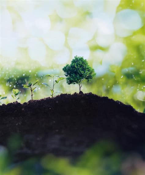 Stewardship 的图像结果