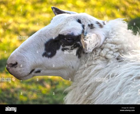 Adult sheep black white lamb hi-res stock photography and images - Alamy