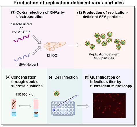 Recombinant Virus Quantification Using Single-Cell Droplet Digital PCR ...
