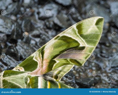Camo Butterfly