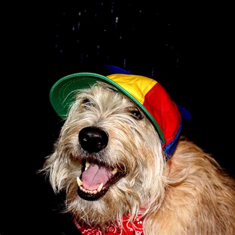 Propeller hat! : r/dogswearinghats