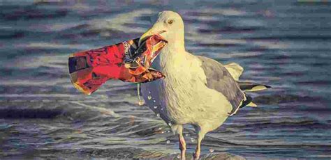 11 Heartbreaking Photos That Show How Plastic Waste Is Killing The ...