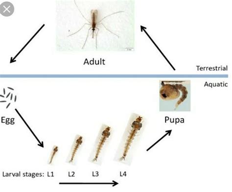 A diagram on the life cycle of female anopheles mosquito? - Brainly.in