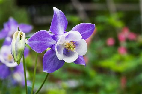 Columbine Flowers: Plant Care & Growing Guide