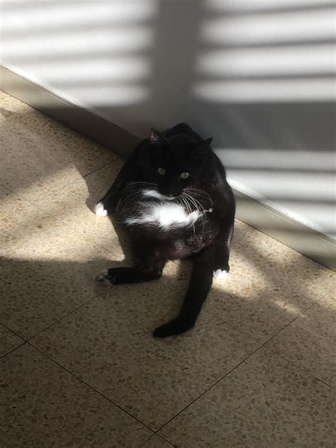 Cats trying to be stroked by various means are cute : r/StraycatJAPAN