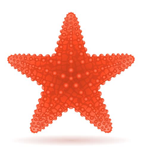 starfish vector illustration 509665 Vector Art at Vecteezy