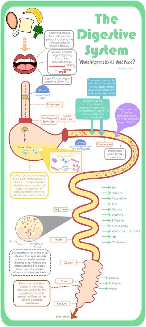 Digestive System Process Step by Step 的图像结果