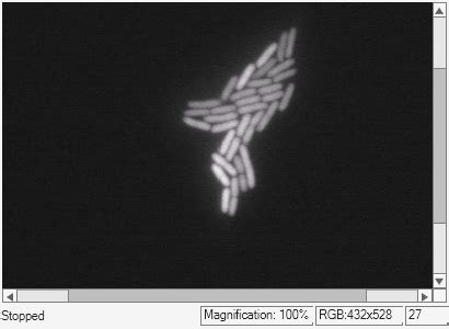 Image result for Read MAF File Video