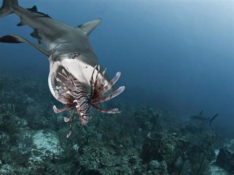 Lionfish Eating