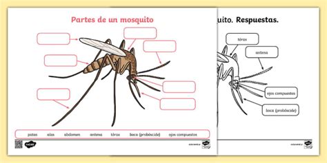 Hoja de actividad: partes del mosquito - Twinkl