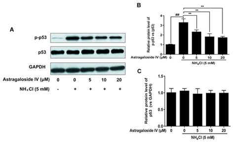 Astragaloside IV Alleviates Ammonia-Induced Apoptosis and Oxidative ...