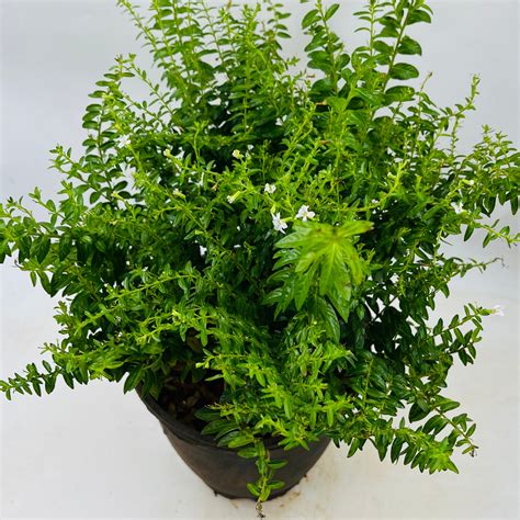 Khufiya | Cuphea Hyssopifolia (Kufiya) Mexican Heather | False Heather ...
