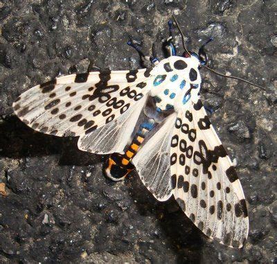 Giant Leopard Moth: Identification, Life Cycle, Facts & Pictures