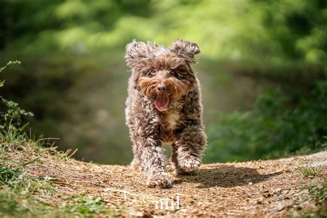 Image result for Dog Cockapoo Brown