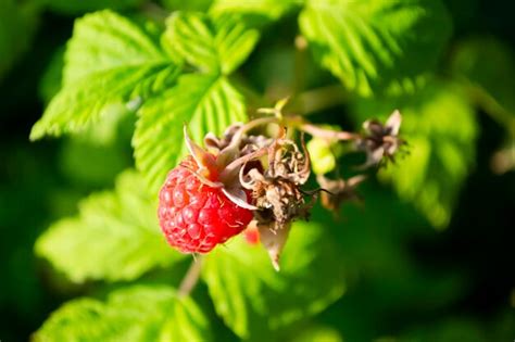 Red Raspberry Bush 的图像结果