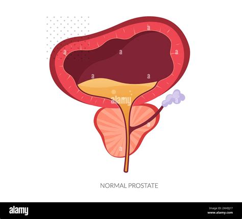 Male reproduction system illustration Stock Vector Images - Alamy