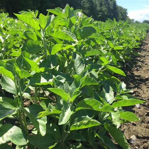Ashwagandha (Withania somnifera) - Mother Earth News