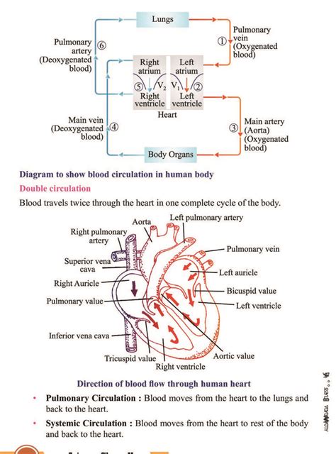 Life Processes Class 10 SuccessCDs 的图像结果
