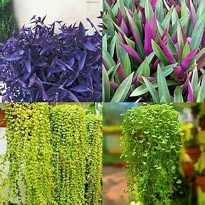 Hanging plants combo - Tangled heart/purple heart queen/Turtle vine ...