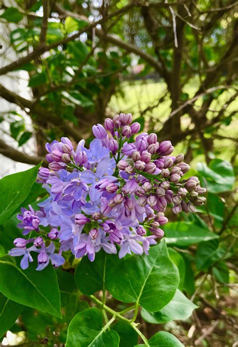 What Does Persian Lilac Look Like at Samantha Keegan blog