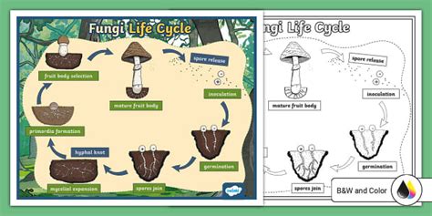 Fungi Life Cycle Poster | Resource | Twinkl USA