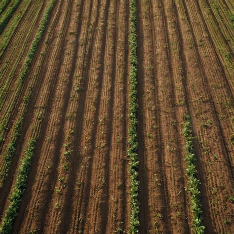 In-Depth Look at Agricultural Land Loan Rates and Trends