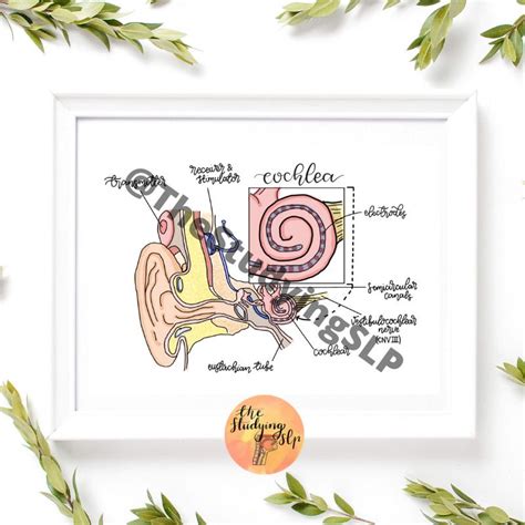 Image result for Cochlear