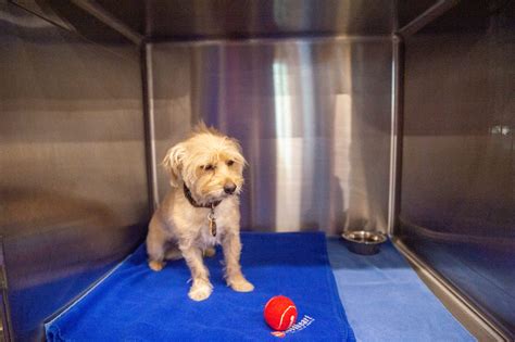 If You Are Facing The Loss Of Your Pet – Goodheart Animal Health Center ...