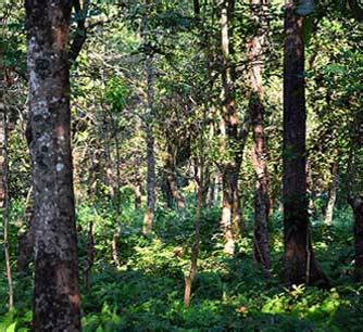 Terrestrial Ecology Lab