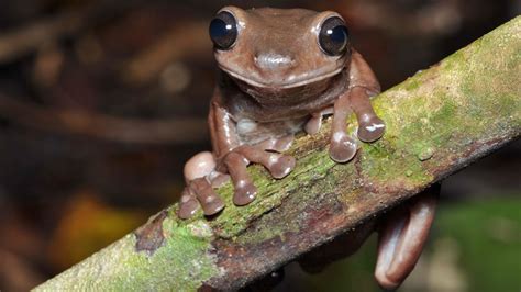 Meet 'chocolate frog': This newly discovered species is straight out of ...