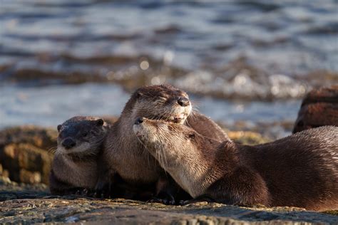 Habitat Of Otters