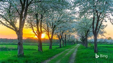 Image result for 新必应