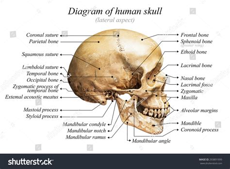 Skull Diagram Labeled