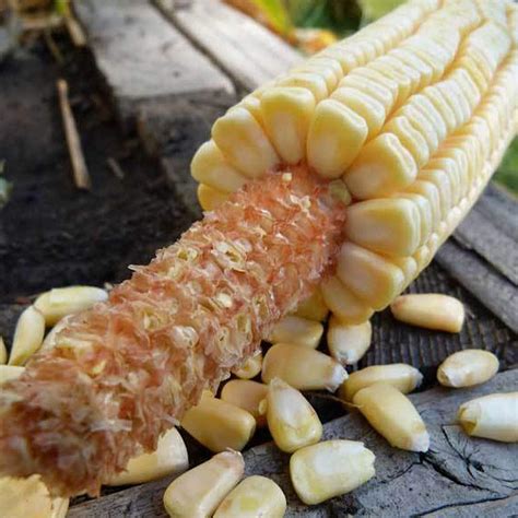 Buy Pencil Cob Corn - 25 LB Bulk ~57,000 Seeds - Non-GMO, Open ...