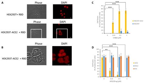 In Silico, In Vitro and In Cellulo Models for Monitoring SARS-CoV-2 ...