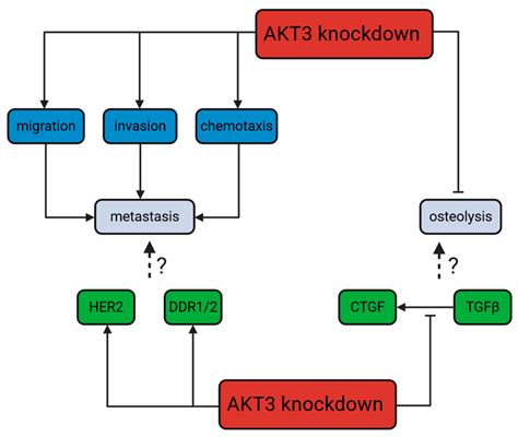 Knockdown of AKT3 Activates HER2 and DDR Kinases in Bone-Seeking Breast ...