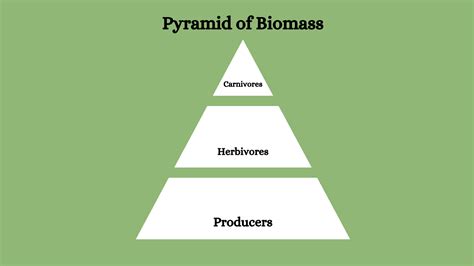 Ecological Pyramids and Its Types - Bio Smart Notes