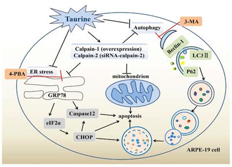 Inhibition of Starvation-Triggered Endoplasmic Reticulum Stress ...