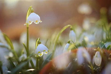 Image result for Spring Snowflake Bells