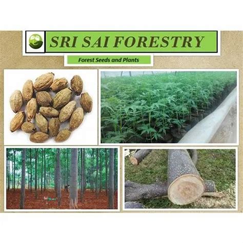 Aerial Seeding Species - Moringa Oleifera Seed Trader - Retailer from ...