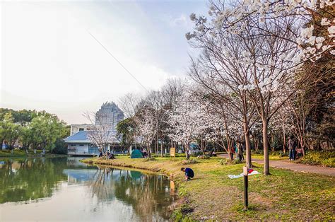 上海世纪公园樱花高清图片下载-正版图片501198621-摄图网