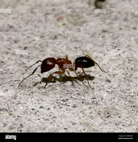Florida Carpenter Ant (Camponotus floridanus Stock Photo - Alamy